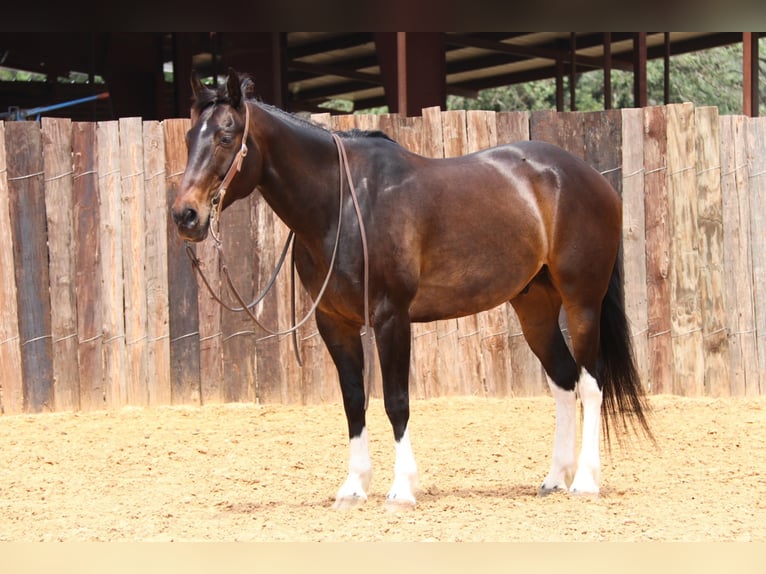 American Quarter Horse Gelding 14 years 15,3 hh Bay in Joshua TX