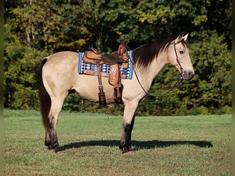 American Quarter Horse Gelding 14 years 15,3 hh Buckskin in Somerset, Ky