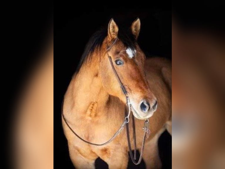 American Quarter Horse Gelding 14 years 15,3 hh Buckskin in Weatherford TX