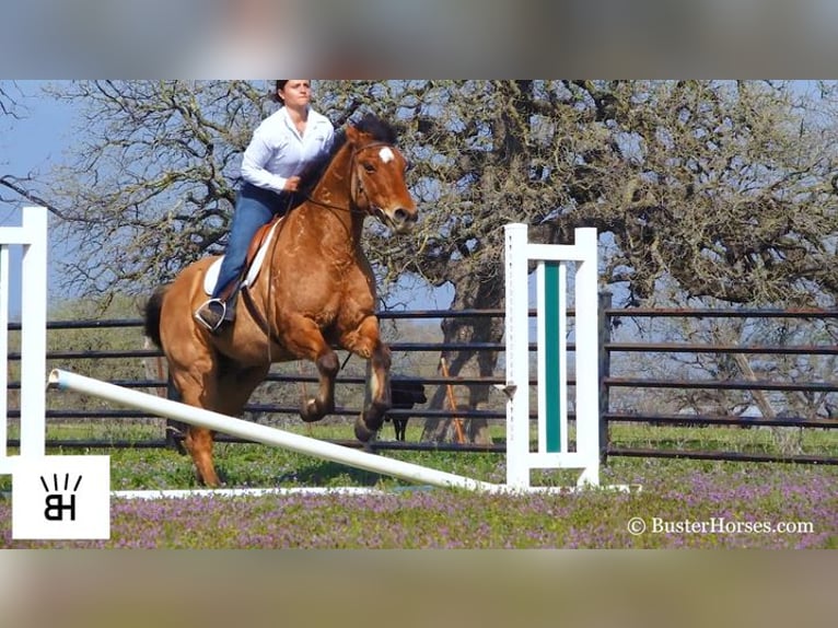 American Quarter Horse Gelding 14 years 15,3 hh Buckskin in Weatherford TX