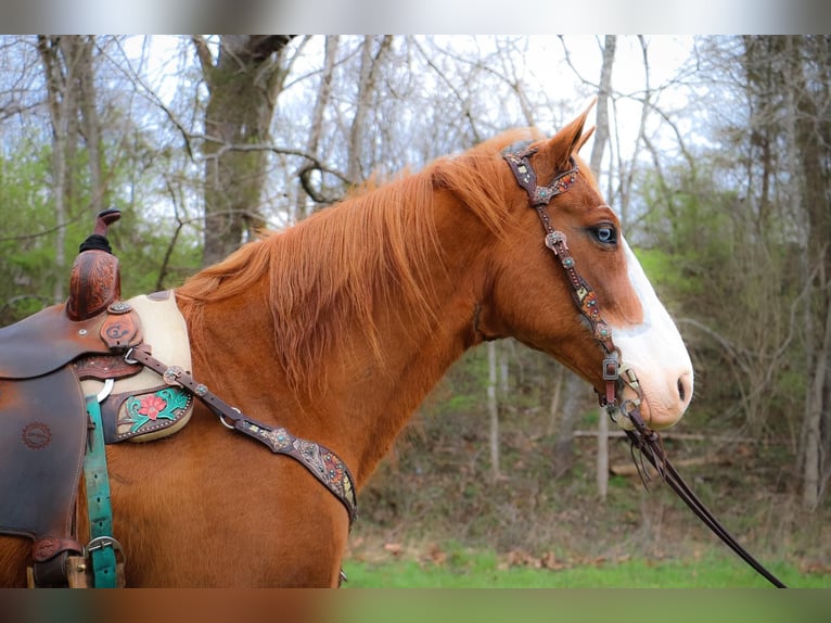 American Quarter Horse Gelding 14 years 15,3 hh Overo-all-colors in Hillsboro KY