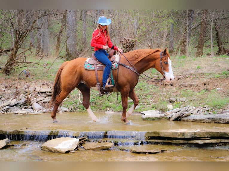 American Quarter Horse Gelding 14 years 15,3 hh Overo-all-colors in Hillsboro KY