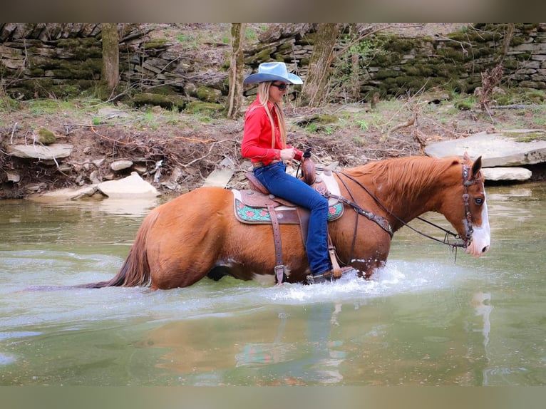 American Quarter Horse Gelding 14 years 15,3 hh Overo-all-colors in Hillsboro KY