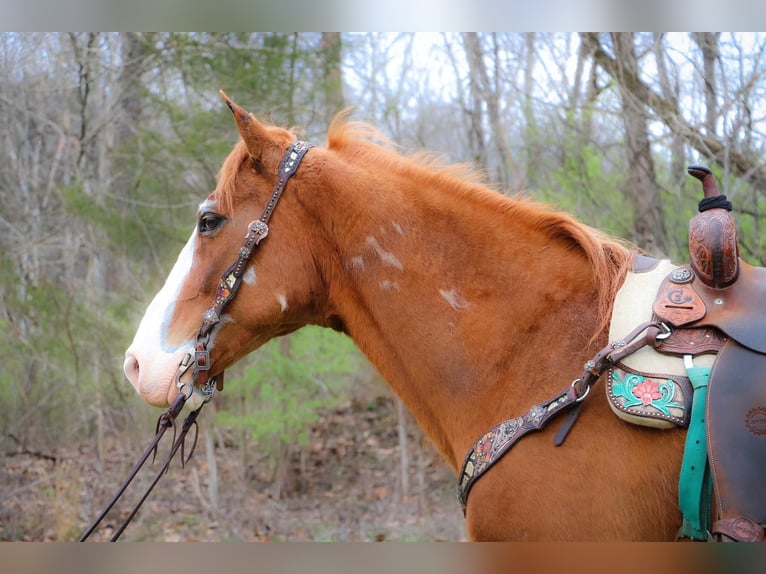 American Quarter Horse Gelding 14 years 15,3 hh Overo-all-colors in Hillsboro KY