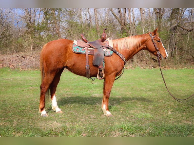 American Quarter Horse Gelding 14 years 15,3 hh Overo-all-colors in Hillsboro KY