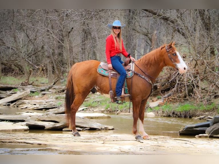 American Quarter Horse Gelding 14 years 15,3 hh Overo-all-colors in Hillsboro KY