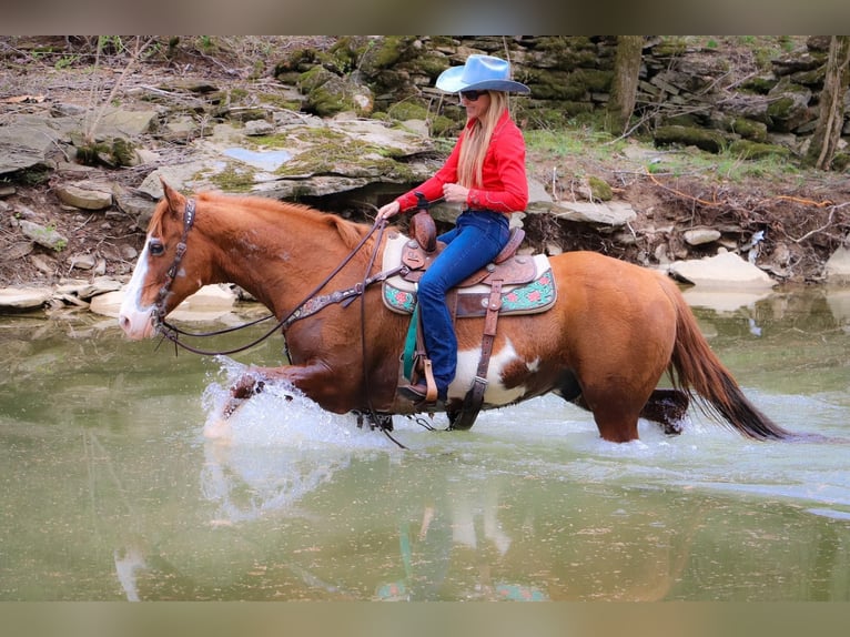 American Quarter Horse Gelding 14 years 15,3 hh Overo-all-colors in Hillsboro KY