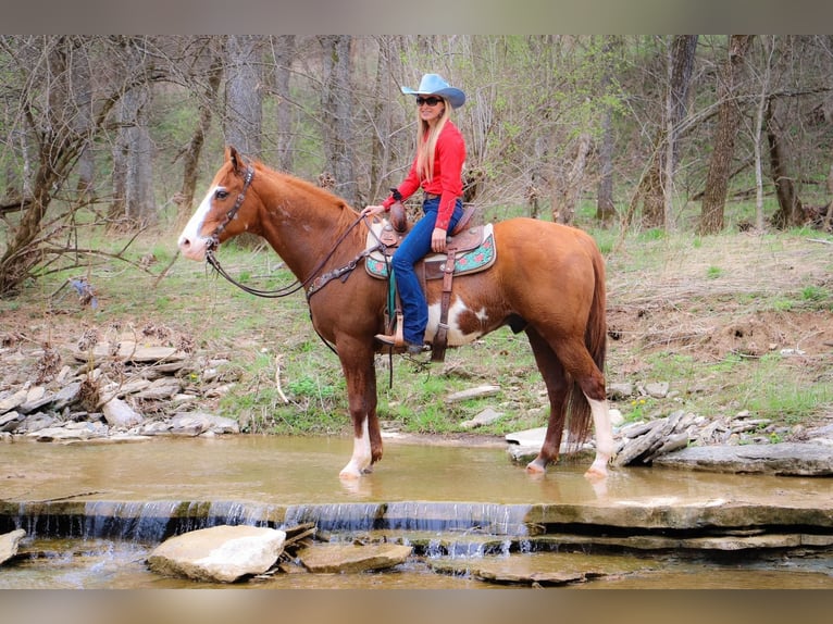 American Quarter Horse Gelding 14 years 15,3 hh Overo-all-colors in Hillsboro KY