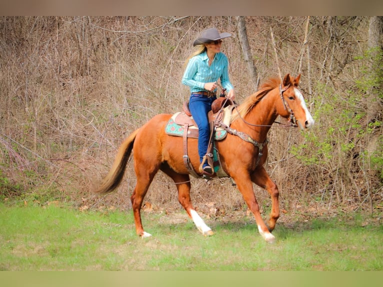 American Quarter Horse Gelding 14 years 15,3 hh Overo-all-colors in Hillsboro KY