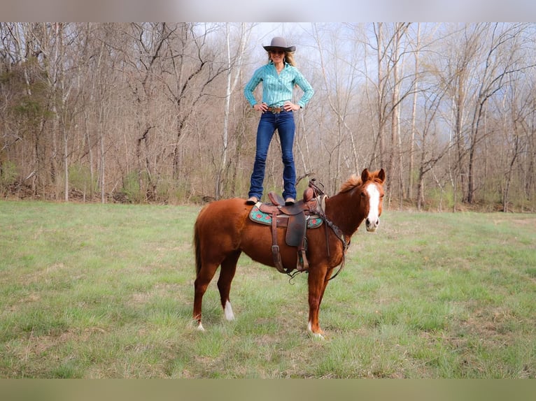 American Quarter Horse Gelding 14 years 15,3 hh Overo-all-colors in Hillsboro KY