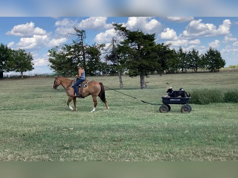 American Quarter Horse Mix Gelding 14 years 15,3 hh Red Dun in Cushing, OK