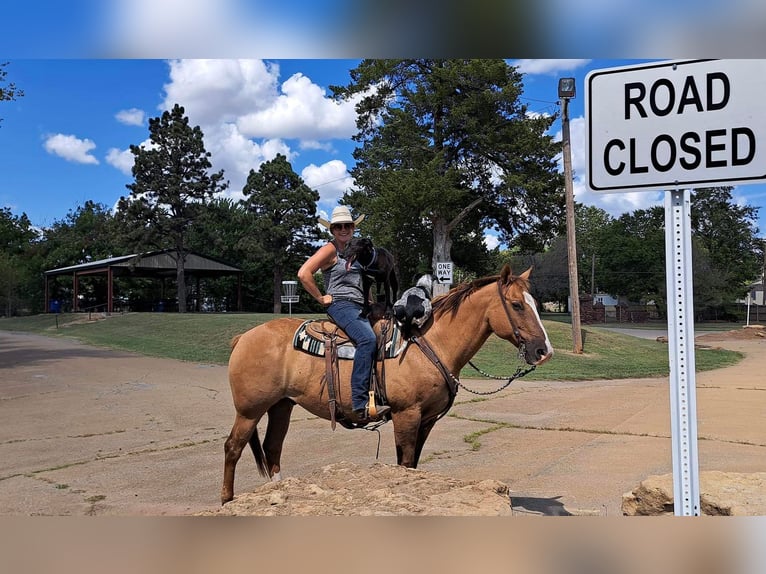 American Quarter Horse Mix Gelding 14 years 15,3 hh Red Dun in Cushing, OK