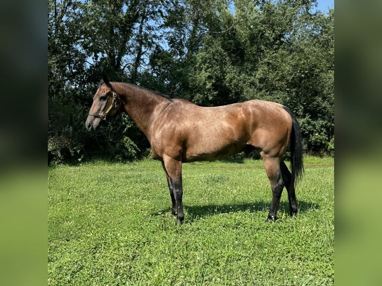 American Quarter Horse Gelding 14 years 15,3 hh Roan-Bay in Granby, CT