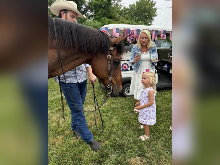 American Quarter Horse Gelding 14 years 15,3 hh Roan-Bay in Granby, CT