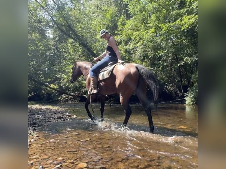 American Quarter Horse Gelding 14 years 15,3 hh Roan-Bay in Granby, CT