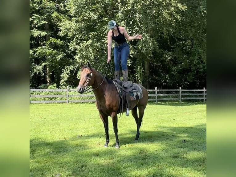 American Quarter Horse Gelding 14 years 15,3 hh Roan-Bay in Granby, CT