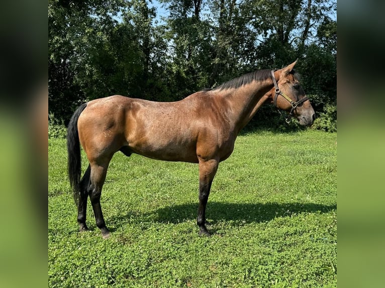 American Quarter Horse Gelding 14 years 15,3 hh Roan-Bay in Granby, CT