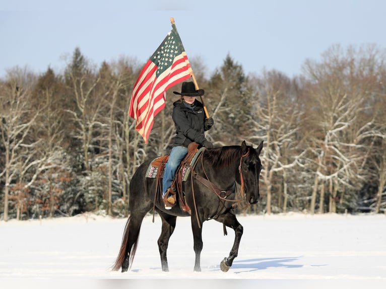 American Quarter Horse Gelding 14 years 15,3 hh Roan-Blue in Clarion