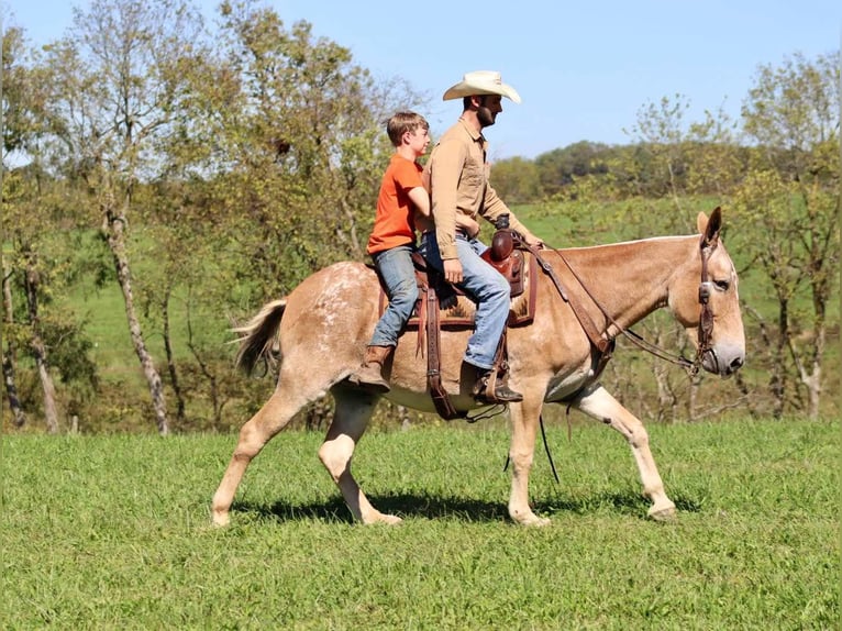 American Quarter Horse Gelding 14 years 15,3 hh Sorrel in Brooksville KY