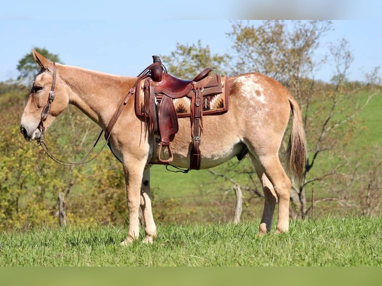 American Quarter Horse Gelding 14 years 15,3 hh Sorrel in Brooksville KY