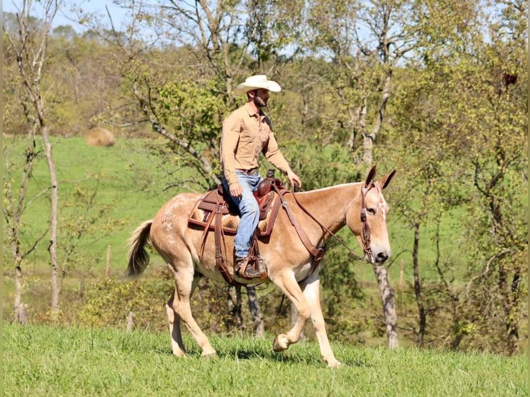 American Quarter Horse Gelding 14 years 15,3 hh Sorrel in Brooksville KY