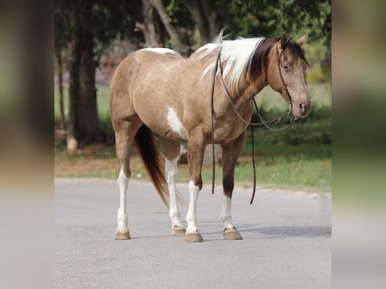 American Quarter Horse Gelding 14 years 15,3 hh Tobiano-all-colors in Stephenville TX