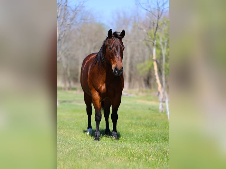 American Quarter Horse Gelding 14 years 15 hh Bay in Forney