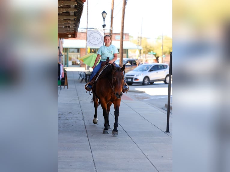 American Quarter Horse Gelding 14 years 15 hh Bay in Forney
