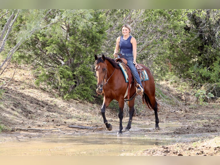 American Quarter Horse Gelding 14 years 15 hh Bay in Mineral Wells