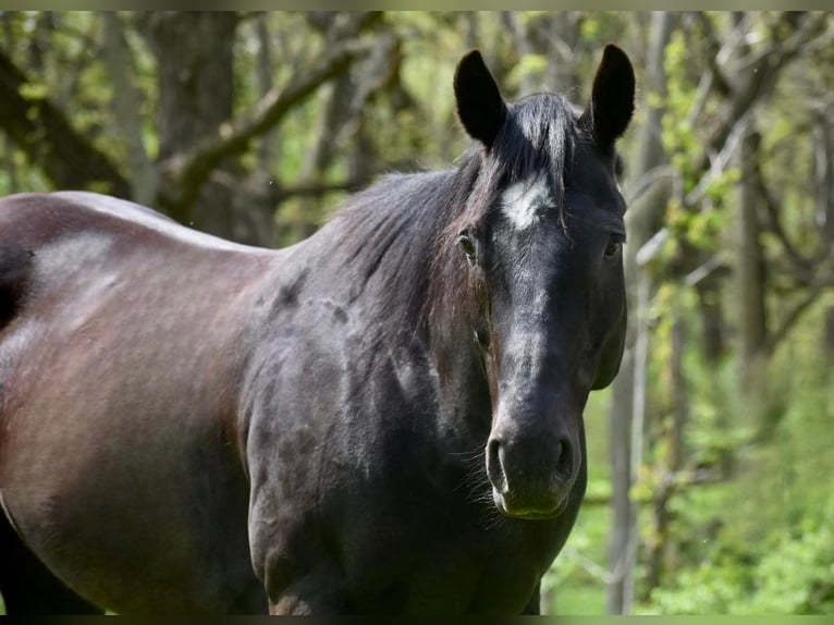 American Quarter Horse Gelding 14 years 15 hh Black in lIBSON ia