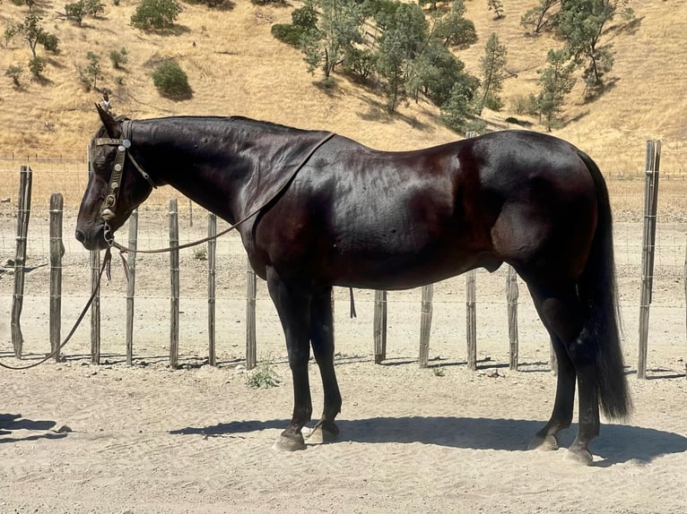 American Quarter Horse Gelding 14 years 15 hh Black in Paicines CA