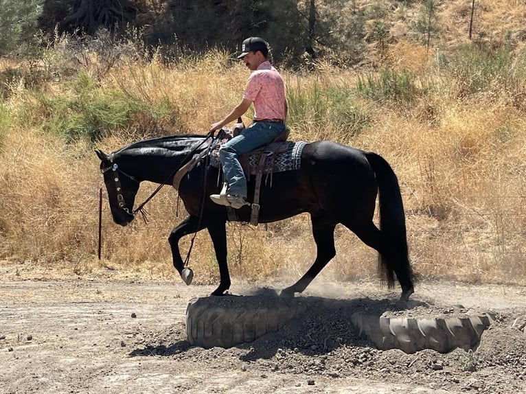 American Quarter Horse Gelding 14 years 15 hh Black in Paicines CA