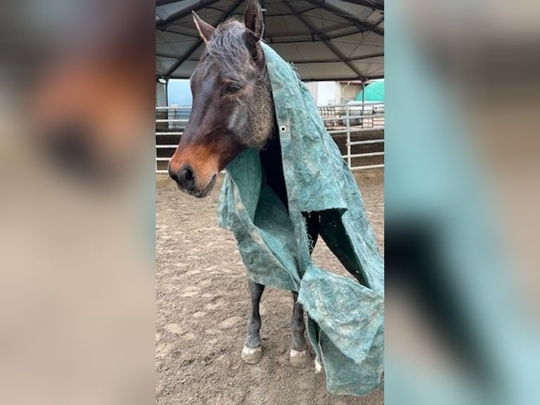 American Quarter Horse Gelding 14 years 15 hh Brown in Steinen