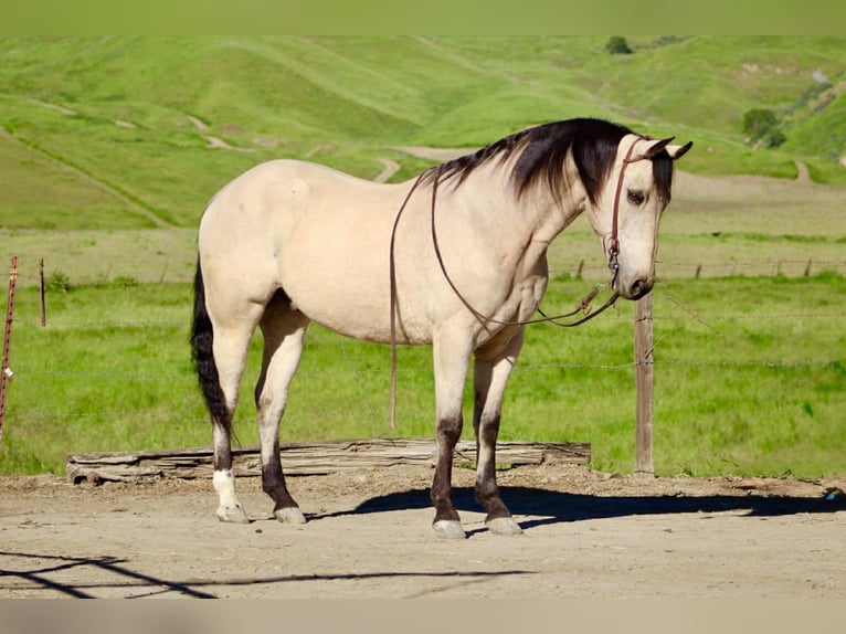 American Quarter Horse Gelding 14 years 15 hh Buckskin in San Francisco