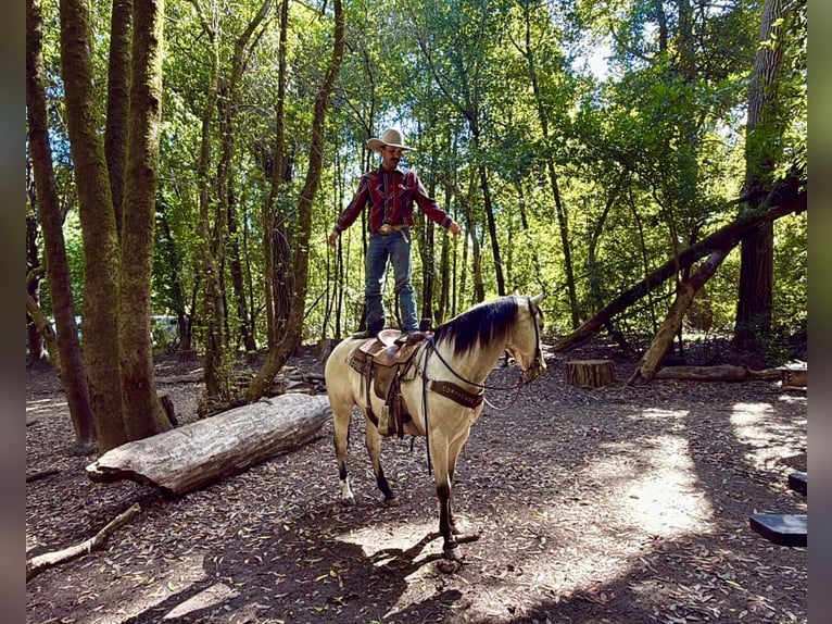 American Quarter Horse Gelding 14 years 15 hh Buckskin in San Francisco