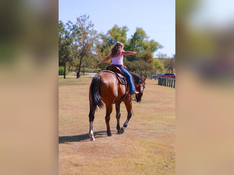 American Quarter Horse Gelding 14 years 15 hh Buckskin in Forney