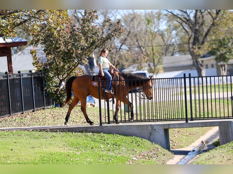 American Quarter Horse Gelding 14 years 15 hh Buckskin in Forney