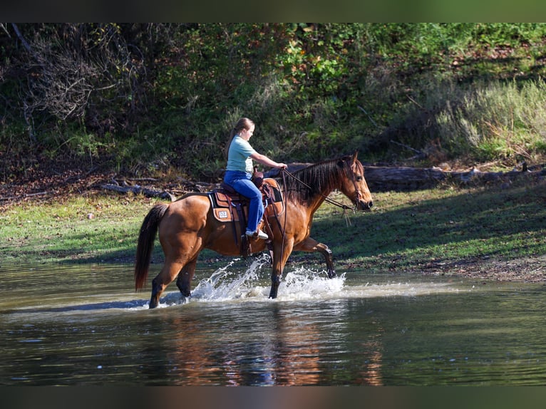 American Quarter Horse Gelding 14 years 15 hh Buckskin in Forney