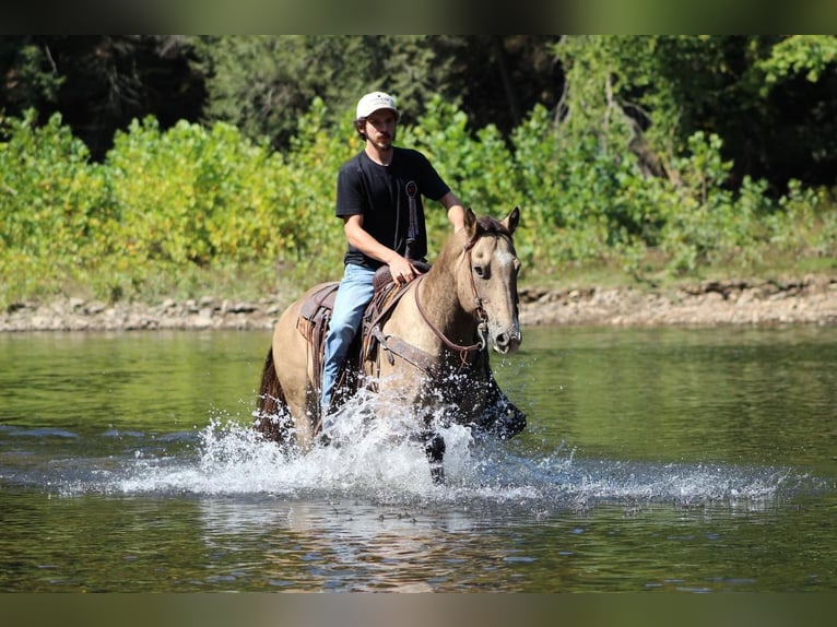 American Quarter Horse Gelding 14 years 15 hh Buckskin in Clarion, PA