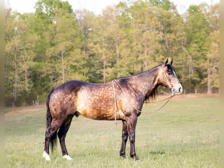 American Quarter Horse Gelding 14 years 15 hh Buckskin in Greenville, KY