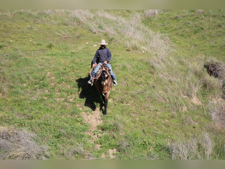 American Quarter Horse Gelding 14 years 15 hh Buckskin in Tres Pinos