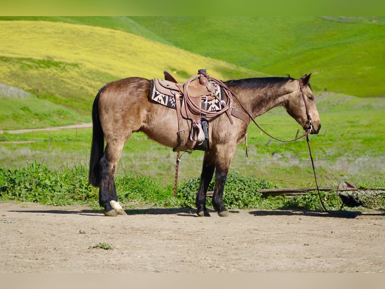 American Quarter Horse Gelding 14 years 15 hh Buckskin in Tres Pinos