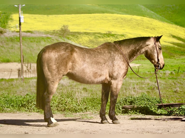 American Quarter Horse Gelding 14 years 15 hh Buckskin in Tres Pinos