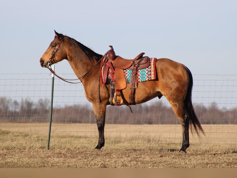 American Quarter Horse Gelding 14 years 15 hh Buckskin in Sonora KY