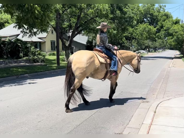 American Quarter Horse Gelding 14 years 15 hh Buckskin in Weatherford TX