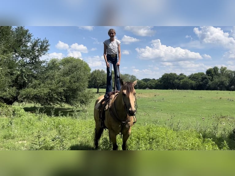 American Quarter Horse Gelding 14 years 15 hh Buckskin in Weatherford TX