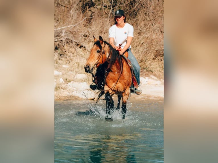 American Quarter Horse Gelding 14 years 15 hh Buckskin in Bluff Dale, TX