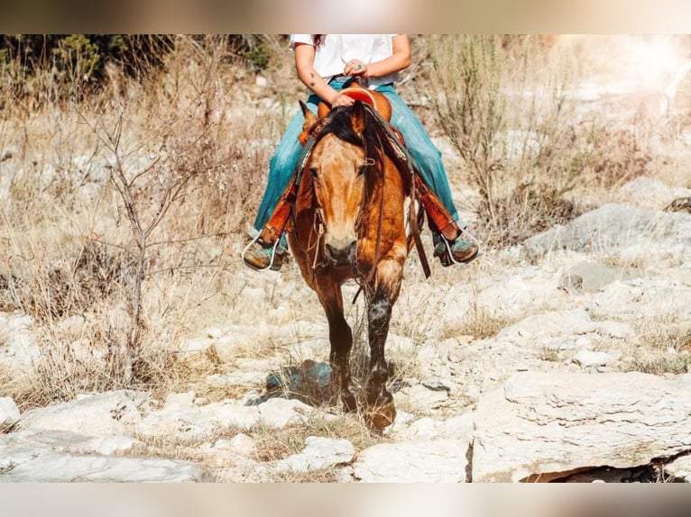 American Quarter Horse Gelding 14 years 15 hh Buckskin in Bluff Dale, TX