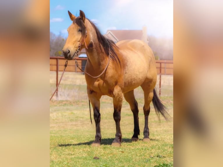 American Quarter Horse Gelding 14 years 15 hh Buckskin in Bluff Dale, TX