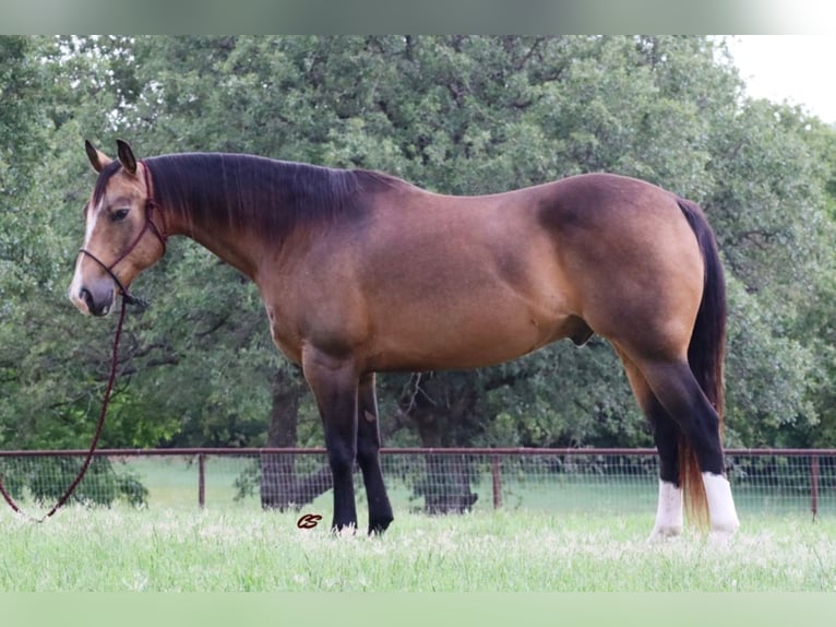 American Quarter Horse Gelding 14 years 15 hh Buckskin in Jacksboro TX